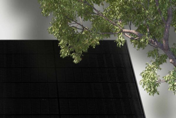 Solarmodul Ampere.SolarPro 445 BG mit Baum im Anschnitt zeigt Teilverschattung